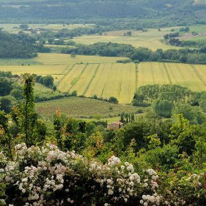 (Agriturismo Fattoria La Prugnola)