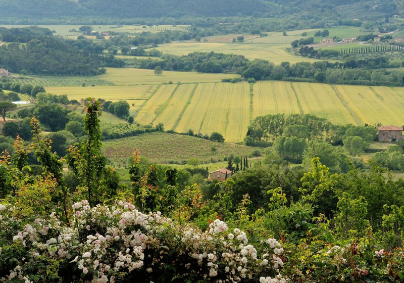 (Agriturismo Fattoria La Prugnola)