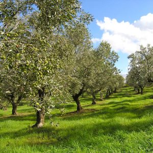 (Agriturismo Fattoria La Prugnola - Oliveta)