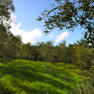 (Agriturismo Fattoria La Prugnola - Oliveta)