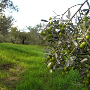 (Agriturismo Fattoria La Prugnola - Oliveta)