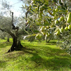 (Agriturismo Fattoria La Prugnola - Oliveta)