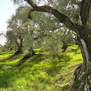 (Agriturismo Fattoria La Prugnola - Antichi olivi)