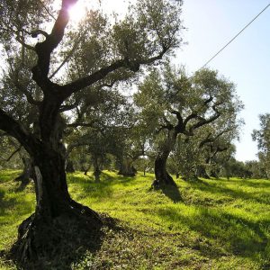 (Agriturismo Fattoria La Prugnola - Olivi)