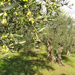 (Agriturismo Fattoria La Prugnola - Oliveta)