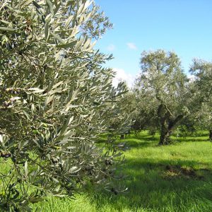 (Agriturismo Fattoria La Prugnola - Oliveta)