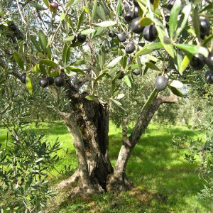 (Agriturismo Fattoria La Prugnola - Olive pronte alla raccolta)