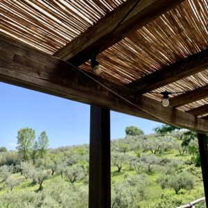 (Ulivi vista oliveta)