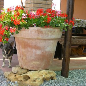 (Agriturismo Fattoria Prugnola Amici)