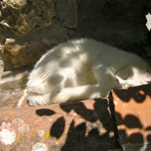 (Agriturismo Fattoria Prugnola Amici)