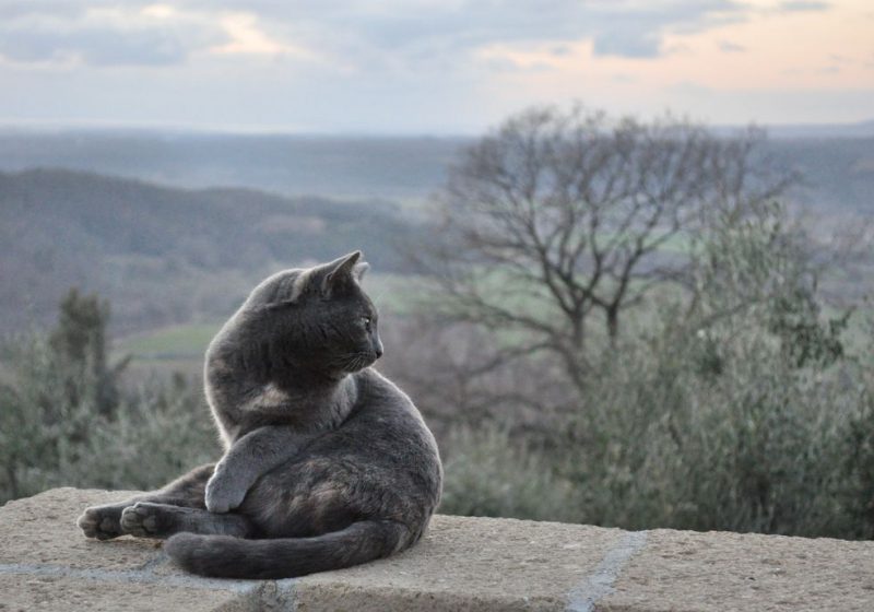 (Agriturismo Fattoria Prugnola Amici)